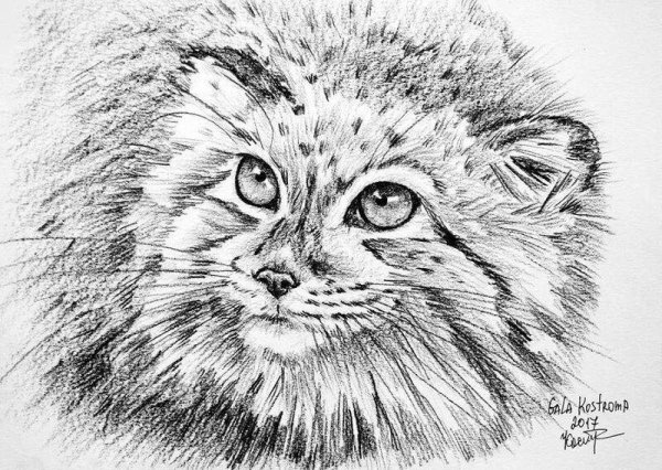 Кот Манул