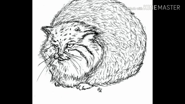 Дикий кот Манул раскраска
