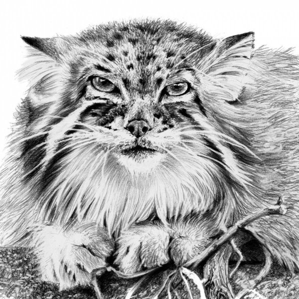 Кот Манул
