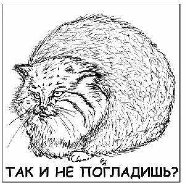 Дикий кот Манул раскраска