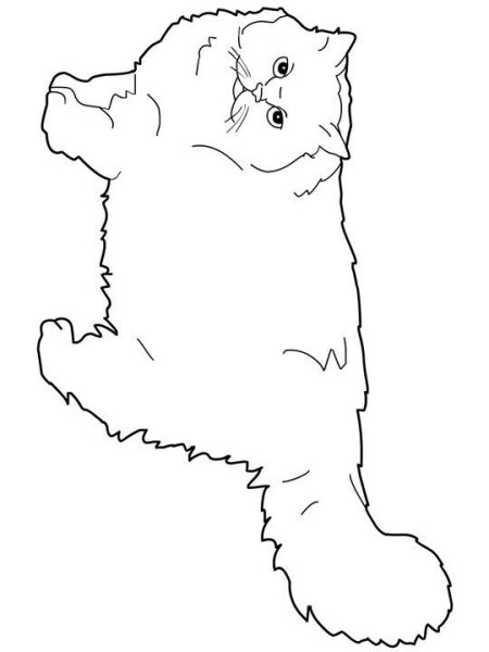 Кот Манул раскраска