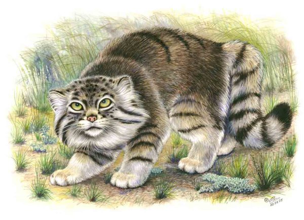 Дикий кот Манул рисунок