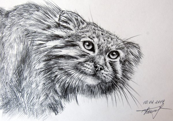 Дикий кот Манул раскраска