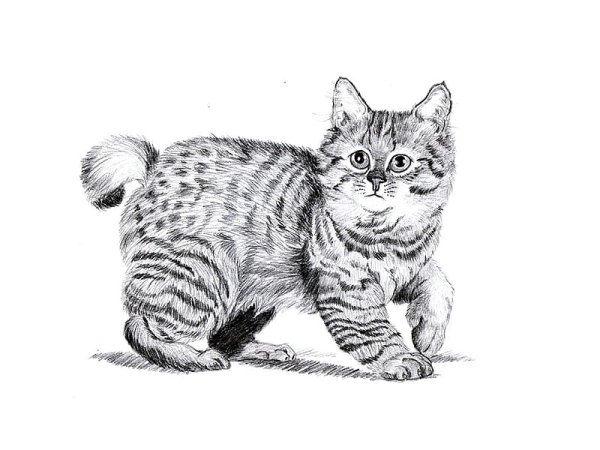 Кошка бобтейл раскраска