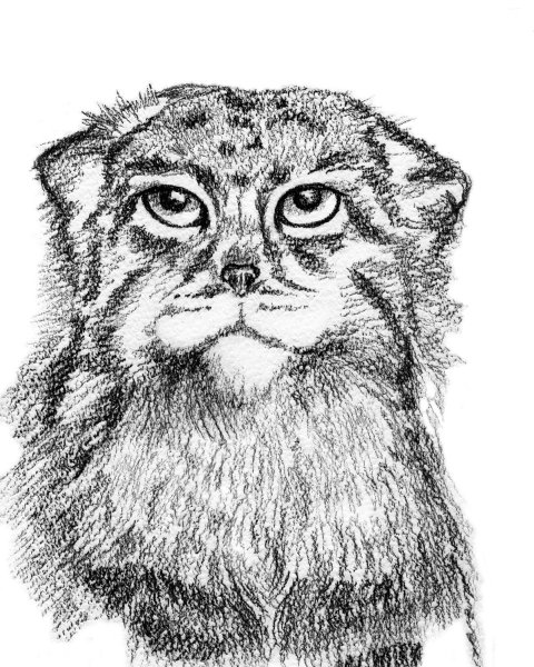 Кот Манул