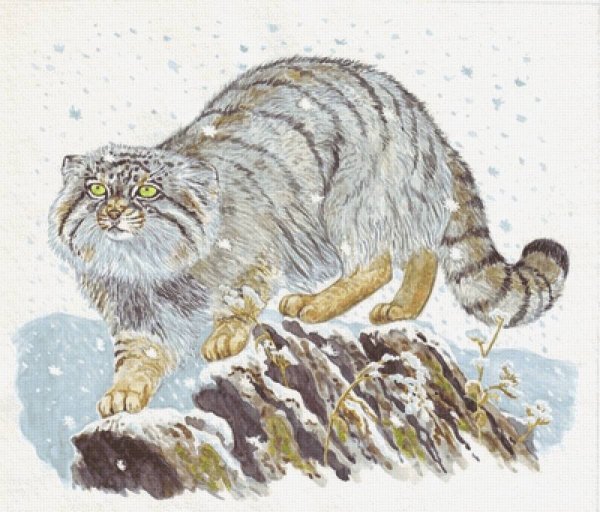 Кот Манул рисунок