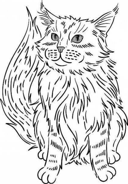 Раскраска кошка Мейн кун