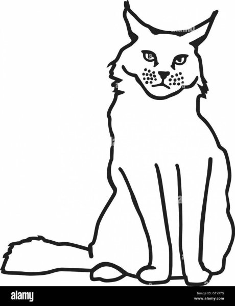 Раскраски кот мейн кун (47 фото)