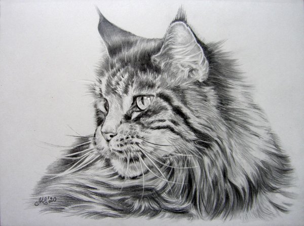 Коты Воители Мейн кун