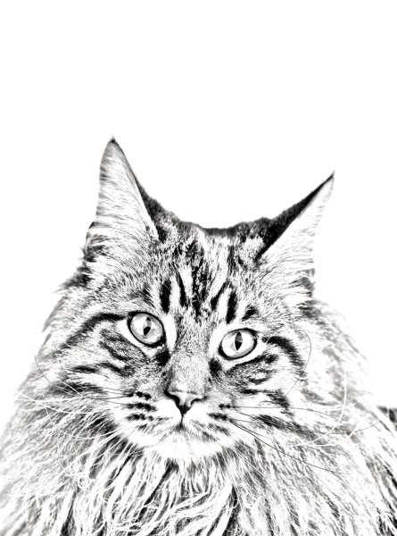 Мейн кун рисунок