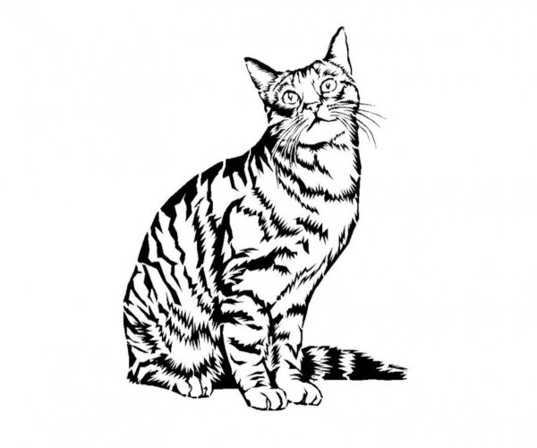 Кошка черно белая раскраска