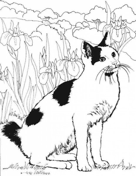Раскраска кошканастоящяя