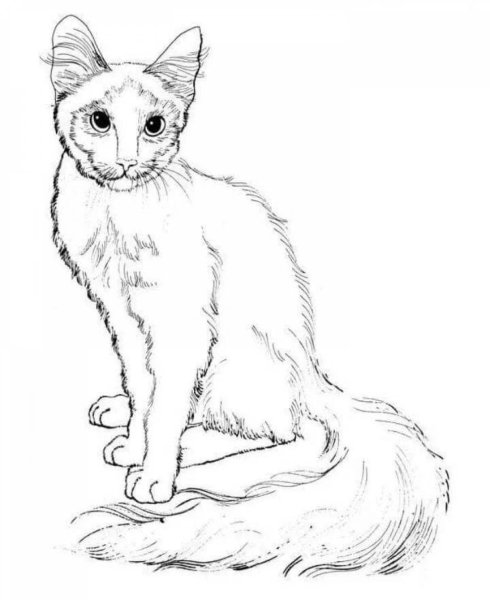Кошка раскраска реалистичная