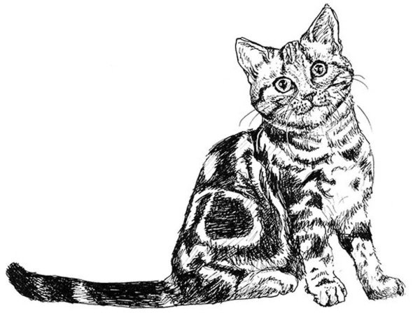 Кошка раскраска реалистичная
