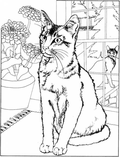 Кошки. Раскраска
