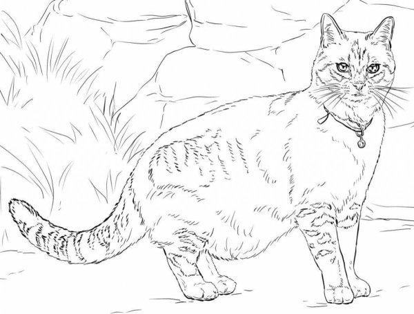 Раскраски коты