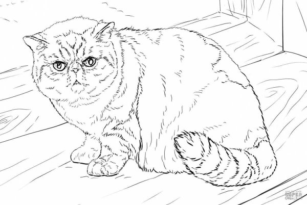 Раскраска вислоухий котёнок