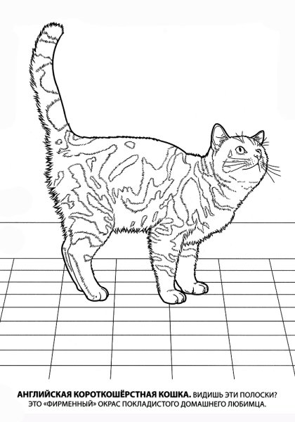 Рисунок кошки для раскрашивания