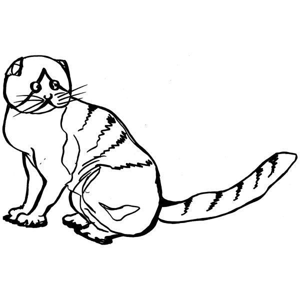 Раскраска вислоухий кот