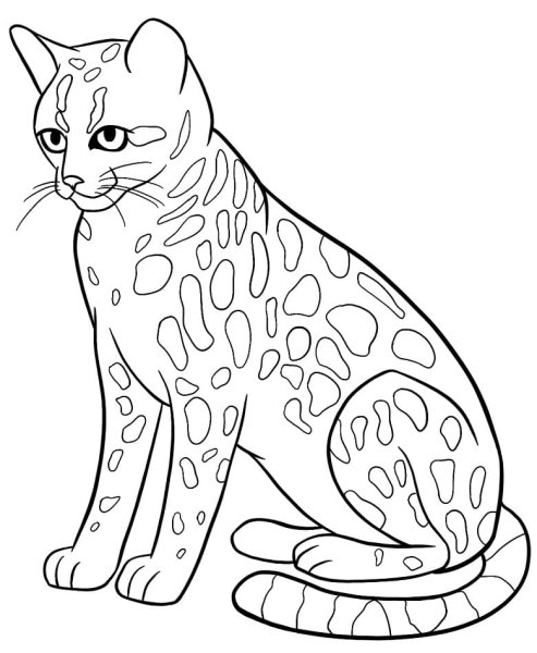 Раскраска Дикие кошки
