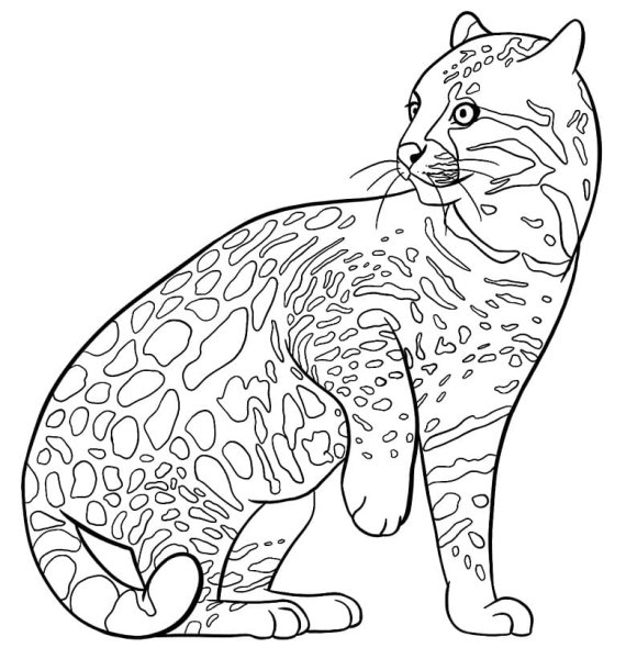 Фантастические коты раскраска