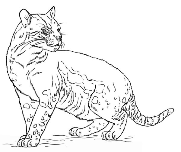 Раскраска Дикие кошки