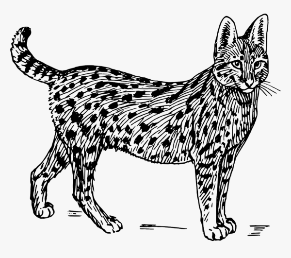 Раскраска Дикие кошки
