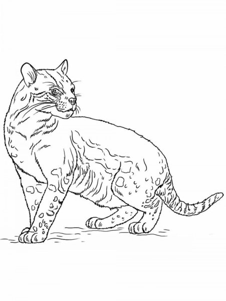 Раскраски кот рыси (47 фото)