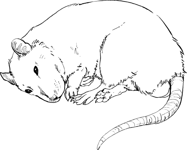 Крыса эскиз чб