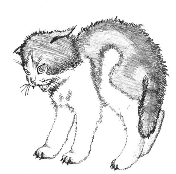 Взъерошенный кот рисунок