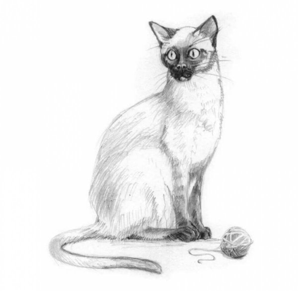 Сиамская кошка раскраска