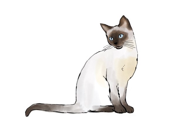 Сиамская кошка карандашом