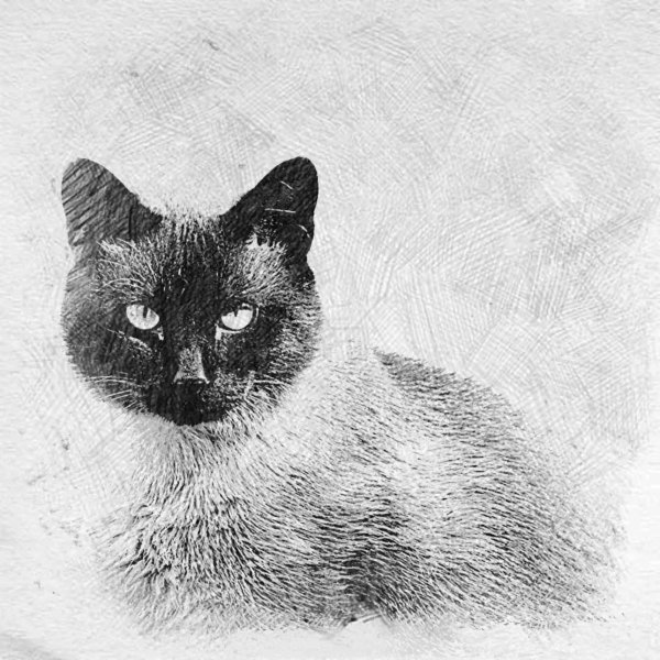 Сиамская кошка карандашом