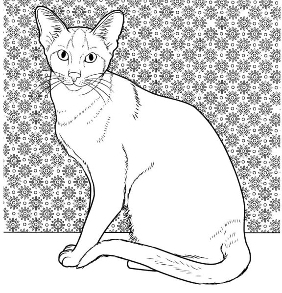 Раскраски кот тайский (45 фото)