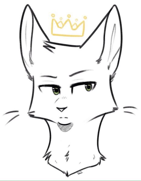 Коты Воители лайны Амино
