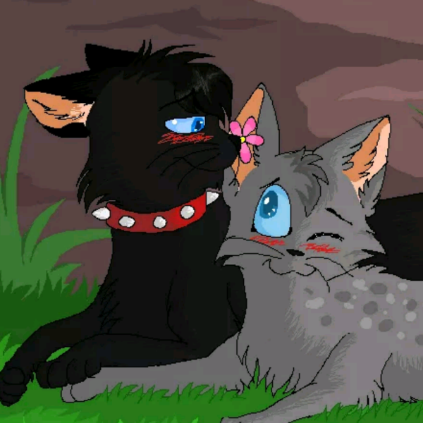 GRAYPILLOW коты Воители Бич