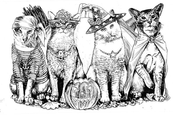 Раскраска кот пират