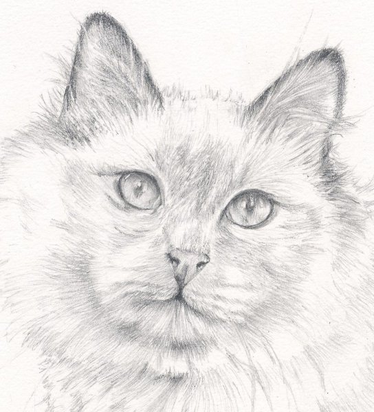 Рисунок пушистой кошки карандашом