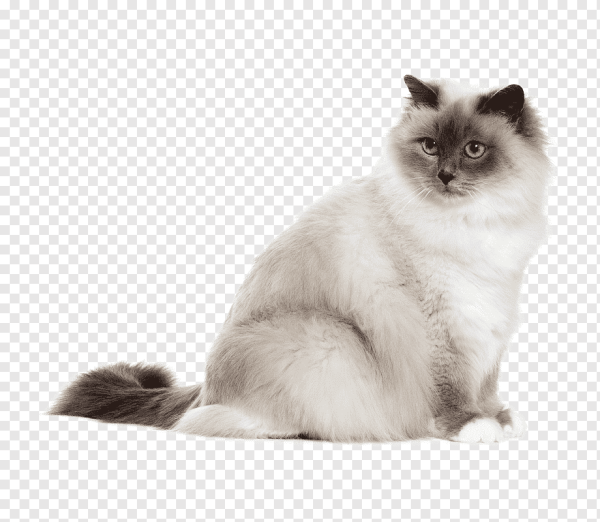 Рэгдолл кошка