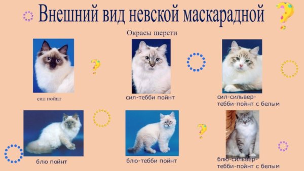 Невская маскарадная стандарт породы