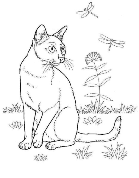 Кошки. Раскраска