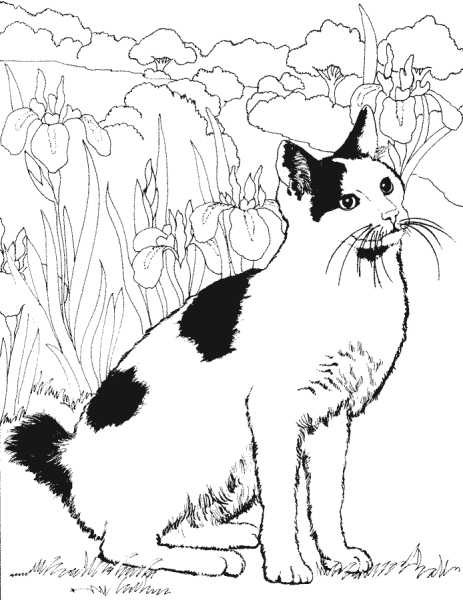 Раскраска кошканастоящяя