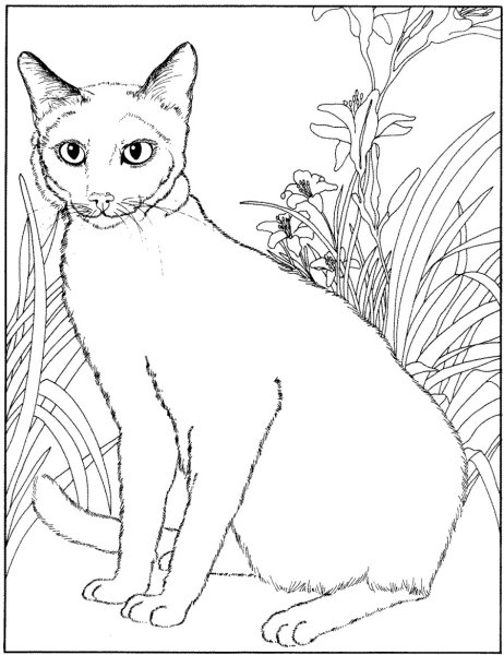 Кошки. Раскраска