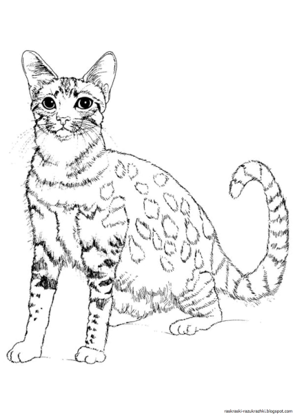 Египетская кошка раскраска
