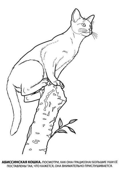 Рисунок кошки для раскрашивания