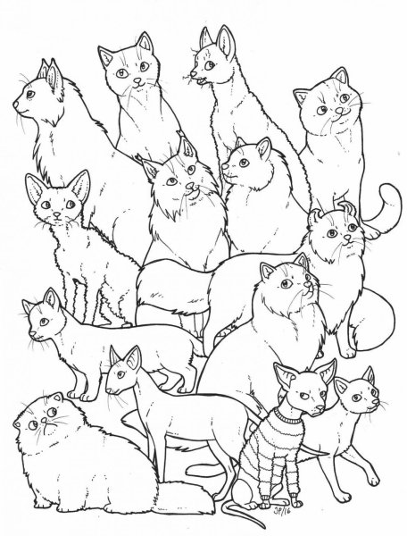 Коты Воители лайн семья