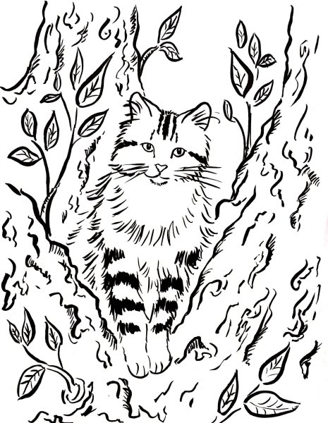 Кошка на дереве раскраска