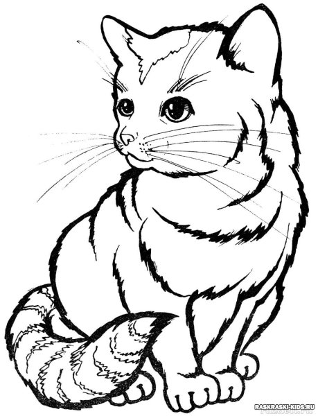 Раскраска. Котики