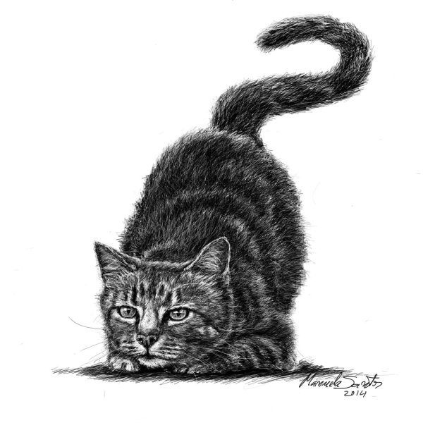 Кошка охотится