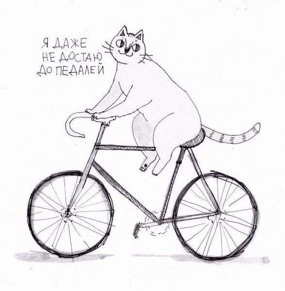 Кот на велосипеде